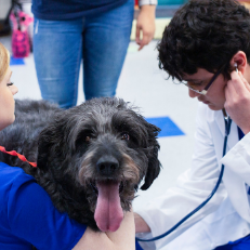  Animal science student doing a check-up on a dog during a veterinary clinic.